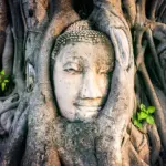 Buddha Head in Tree Roots