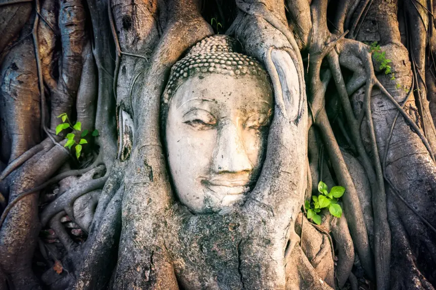 Buddha Head in Tree Roots