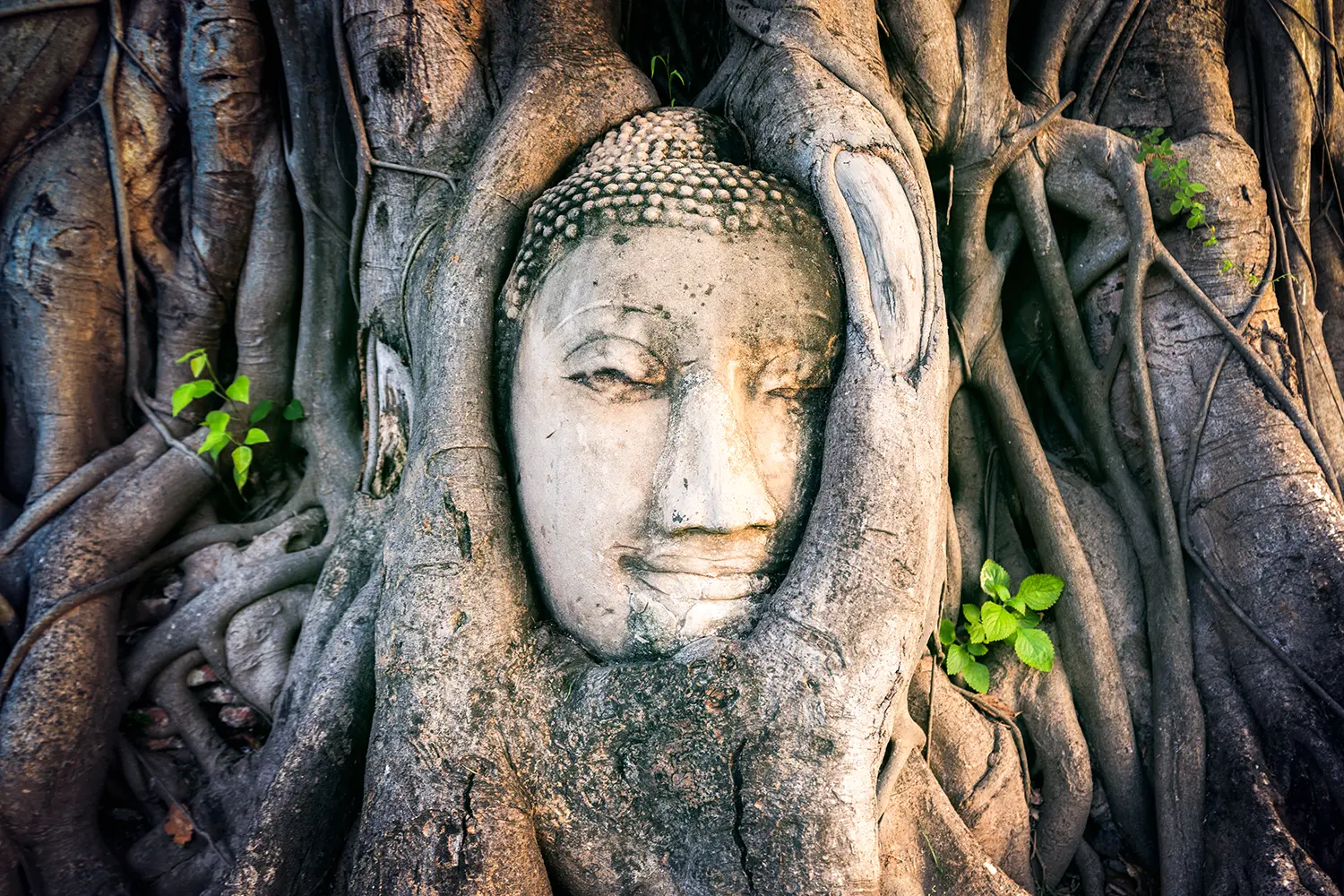 Buddha Head in Tree Roots